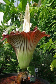 ̩̹ħ(Titan Arum)ֳΪʬиһ֡ʬħ󡱡˻ŴȺΪ150ңɻԤƿԸߴ1.8ңĻһĸȵչ󣬳ʺɫĻ佫ż졣